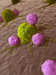Leukocytes killing Cancer Cell