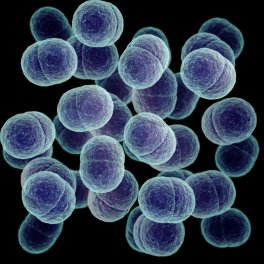 Staphylococcus
